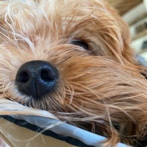 Meet your Posher, Gina